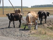 �������� ����� ����� � ���������: ����� �������� �������