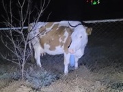 ������, �������� �� ������, ����� �������� ��� � ������������ �������