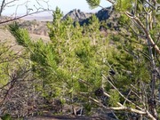 ����� �� ������� ������� �������� ��������� � ����� ������������ �������