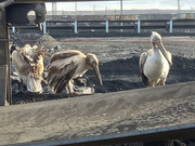 �������� ������ �� ������� � �������� � ����������