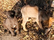 ���������� ����� ������������ ������ �����