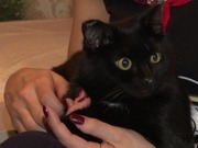 ��������� �������: ����� ������� ������������ ����� ������� ��������� �� ����������� ��������