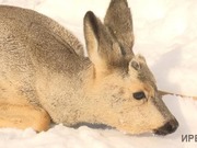 ���������� ������ ���������� �� ���������� ����� � ���������