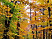 ������� ������������ ������� �������� ����� ������