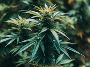 � ��������� ������� ��������� ��� ���� �������� �������