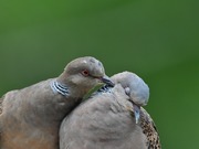 ���� ������� ������� � ���� ���������: ��������� ������