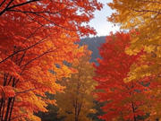 ����� �� ������ ������������ �� ���� ������ � ������������ �������