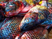 � ��������� ��������� ������� ��� �� ����������� ����