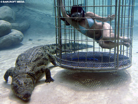     Croc Cage Diving