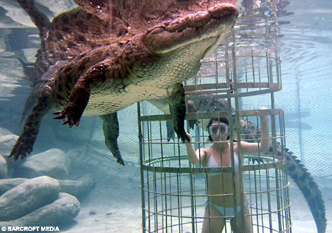    Croc Cage Diving