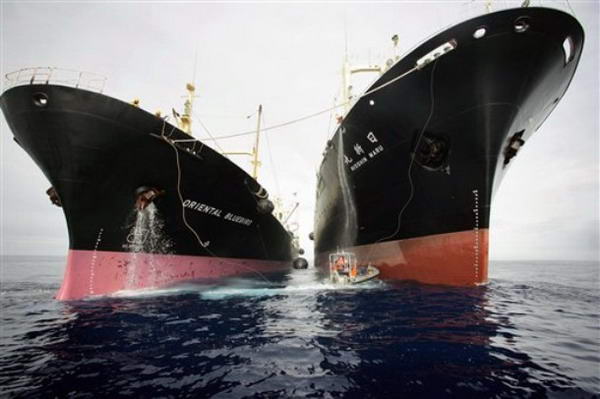  Greenpeace    Nisshin Maru