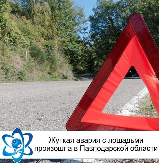 Жуткая авария с лошадьми произошла в Павлодарской области