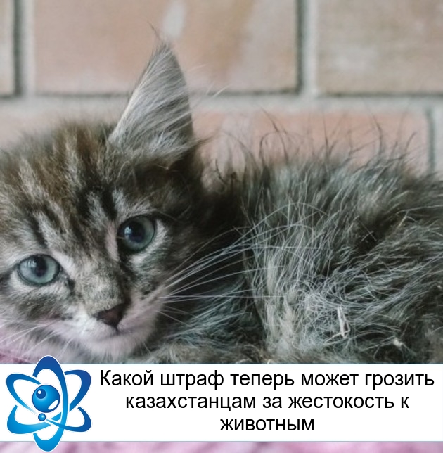 ����� ����� ������ ����� ������� ������������ �� ���������� � ��������