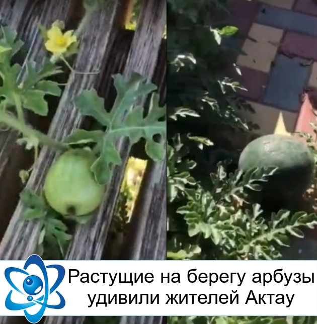 �������� �� ������ ������ ������� ������� �����