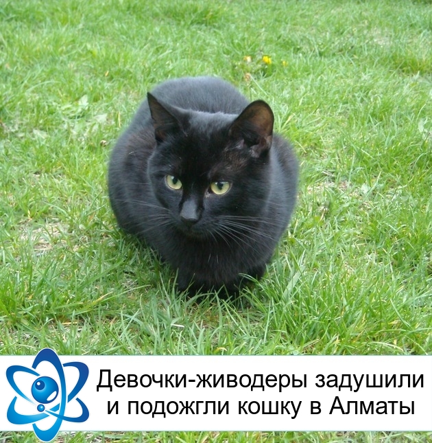 �������-�������� �������� � �������� ����� � ������