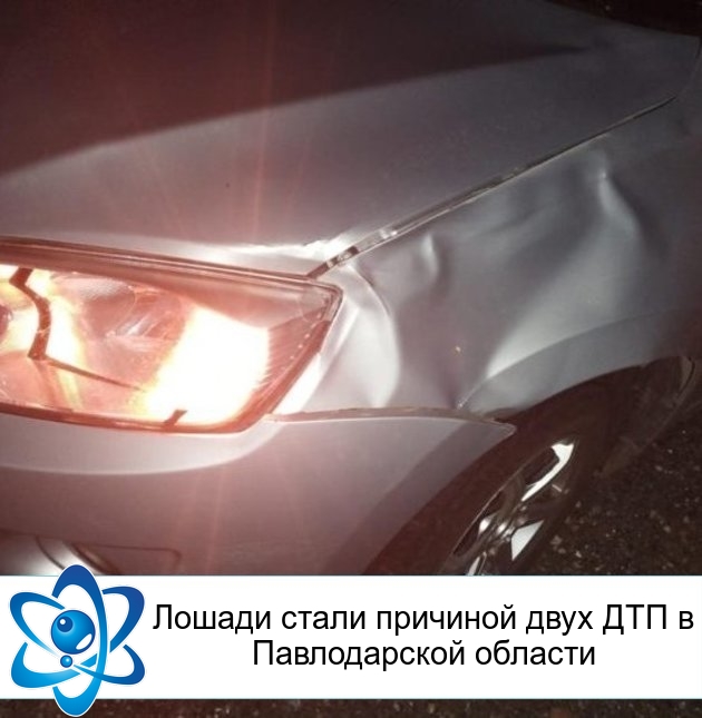 Лошади стали причиной двух ДТП в Павлодарской области