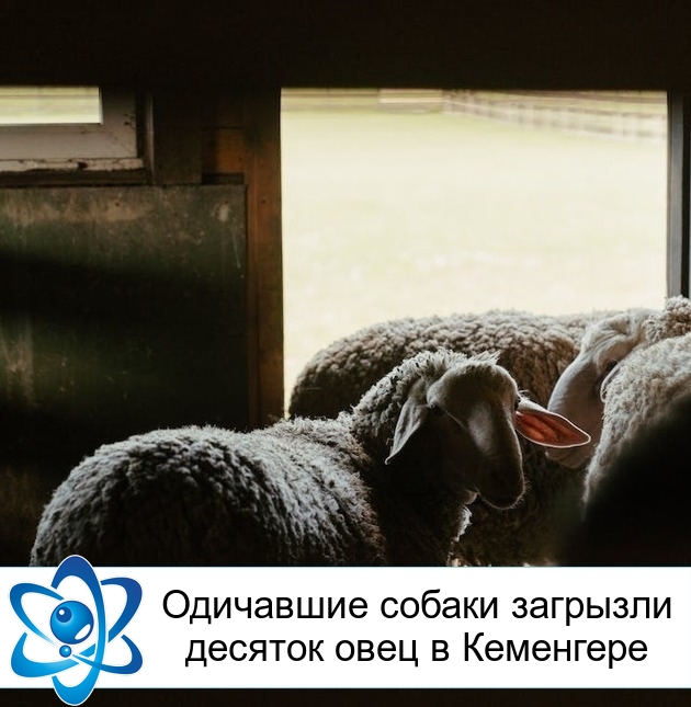 Одичавшие собаки загрызли десяток овец в Кеменгере